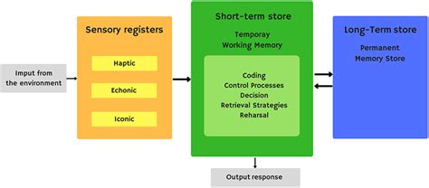 Human Memory Model Stages