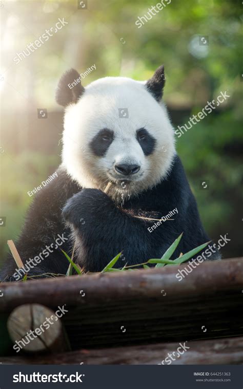 Portrait Nice Panda Bear Eating Summer Stock Photo 644251363 | Shutterstock