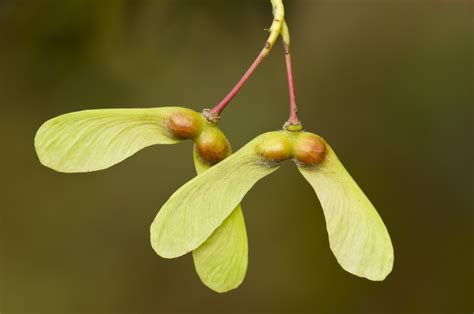 Seed Dispersal - How Do Plants Spread Their Seeds? - Jake's Nature Blog