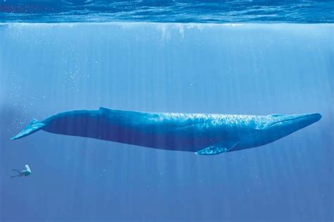 Blue whale and diver - Our Planet