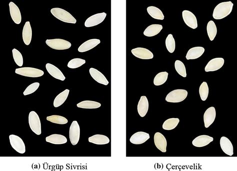 Core type of pumpkin seed varieties | Download Scientific Diagram