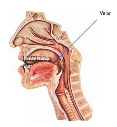 consonant articulation VELAR Flashcards | Quizlet
