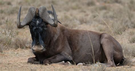 Black Wildebeest - Mammals - South Africa