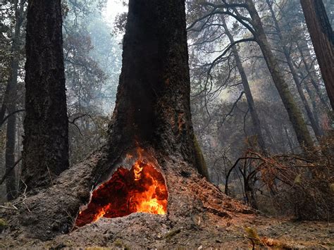 'The forest ... is resetting': California wildfires burned hundreds of ancient redwoods, but ...