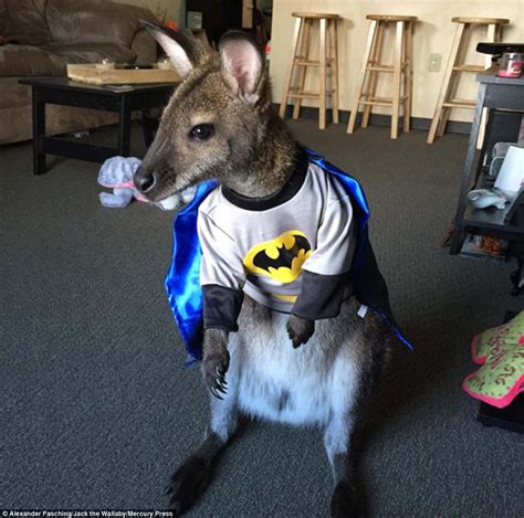 Jack the Wallaby becomes an Instagram sensation with 20,000 followers ...