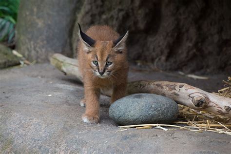 What's a caracal kitten? Cute | KVAL