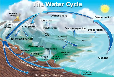 Biogeochemical Cycle - Definition and Examples | Biology Dictionary