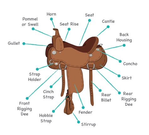 Horse Saddles & Parts Guide. Free Saddle Learning Games. - Allpony