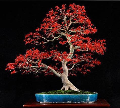 Japanese Maple Bonsai Tree Care Guide (Acer palmatum) | Bonsai Tree ...