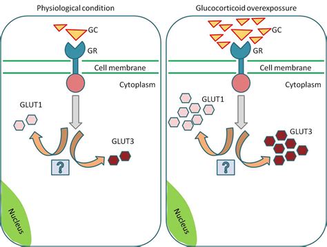 The Effects of Glucocorticoids on Fetal and Placental Development | IntechOpen