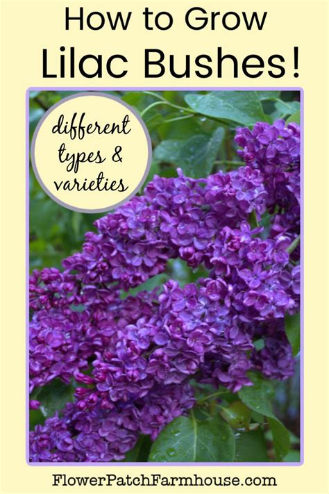 How to Grow Lilacs, its easier than you think! - Flower Patch Farmhouse