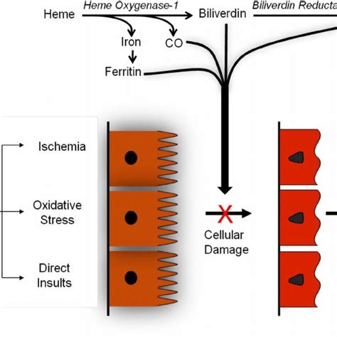 The heme oxygenase (HO) pathway | Download Scientific Diagram