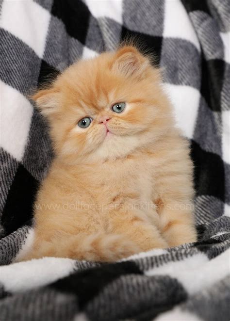 Red Persian Cats | Red Persian Kittens | Orange Cats |Persian Kittens ...