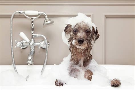 Funny Dog Taking Bubble Bath Photograph by Good Focused - Fine Art America