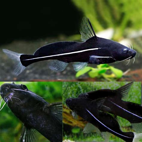 Aquarium Central -Catfish Bristlenose - Peppermint Bristlenose Catfish 4cm - Aquarium Central