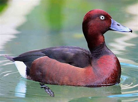 Ferruginous Duck - British Waterfowl Association