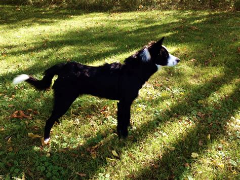 Bunker and his curly tail | Border collie, Collie, Animals