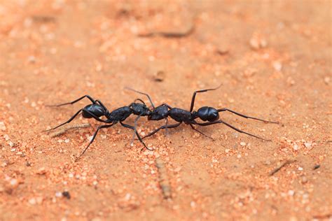 Australian ants prepared for ‘Insect Armageddon’ - British Ecological ...