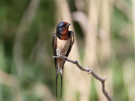 Barn Swallow Migration: A Complete Guide | Birdfact