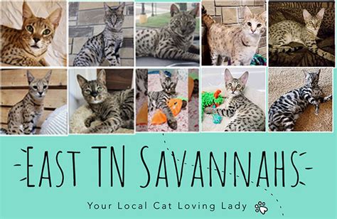 Savannah Cat Breeders - Savannah Cats, Bengal Cats For Sale