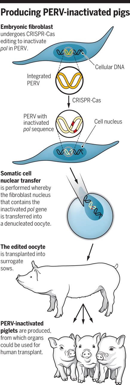 Advances in organ transplant from pigs | Science