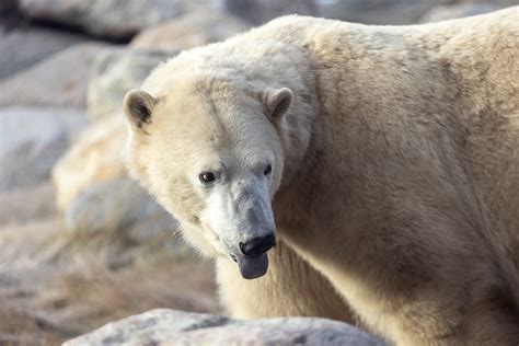 Calgary Zoo Wild Canada | LiveWire Calgary