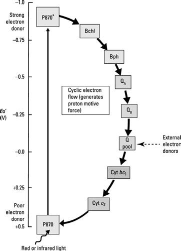 Generating Oxygen (or Not): Oxygenic and Anoxygenic Photosynthesis - dummies