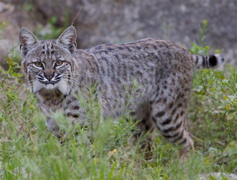 Bobcat in Southern CA : r/wildlifephotography