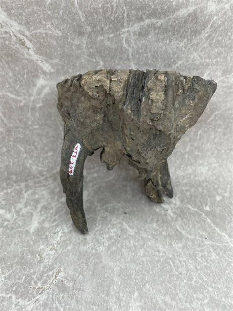 Mammoth Tooth Section fossils for sale