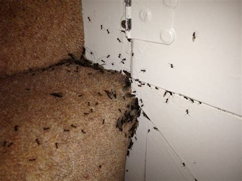 Flea Infestation In House | www.pixshark.com - Images Galleries With A Bite!