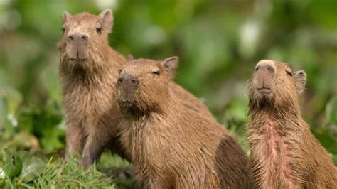 Capybara Breakdown - Insight Into The Largest Living Rodent - GeoZoo.org