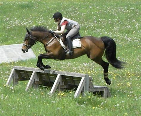 Cross Country Jump | Cross country jumps, Eventing horses, Eventing