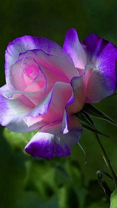 ,, BEAUTIFUL " | Beautiful rose flowers, Unusual flowers, Beautiful roses