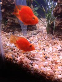 Purple Parrot Cichlid What? | Parrot Cichlid Forum