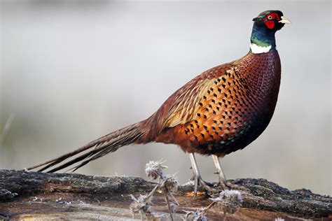 Iowa Pheasant Harvest Up