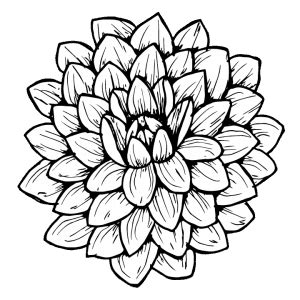 How to Draw a Dahlia: Step-by-Step Tutorial - The Happy Ever Crafter