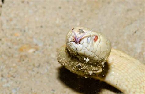 Albino Cobra: Rarest Snake in the World? – Cobras.org