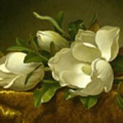 Magnolias on Gold Velvet Cloth Painting by Martin Johnson Heade