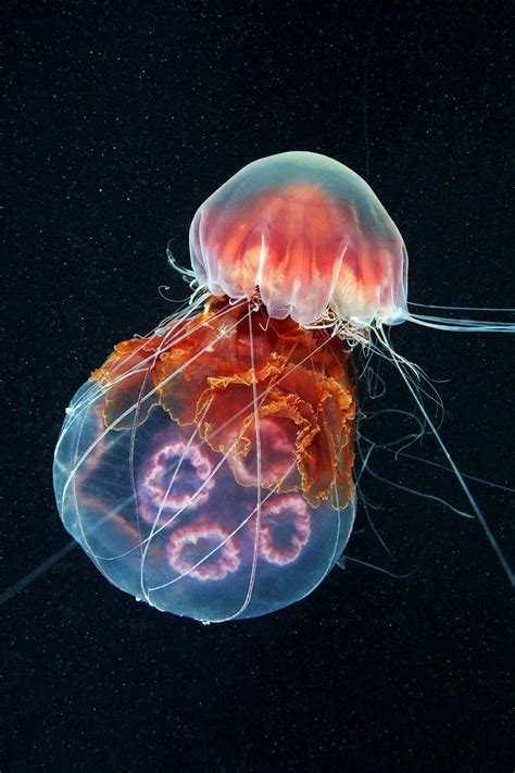 Magic sea de Alexander Semenov photography – | Cyanea capillata, Creature degli abissi, Creature ...