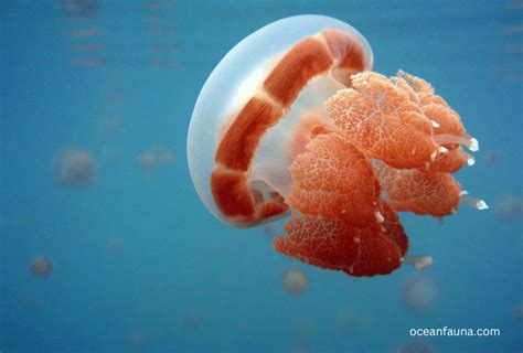 Cauliflower Jellyfish: Habitat, Description and Fun Facts - Ocean Fauna