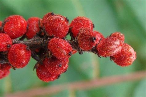 Poison Sumac: How to Identify It, and What to Do if You've Been Exposed - Dave's Garden