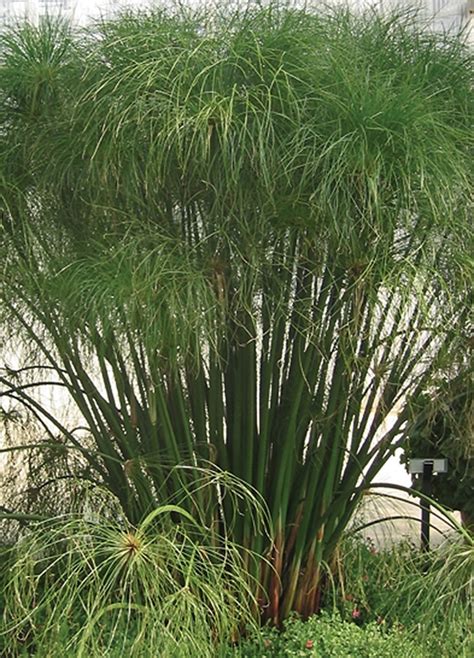 Cyperus papyrus 'King Tut®' | Umbrella Grass | Shades of Green Inc.