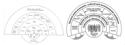 Dahlgren and Whitehead rainbow model 1991 (left) and 2007 (right)... | Download Scientific Diagram