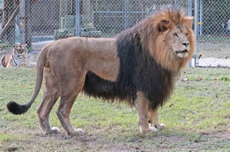 Handsome the Lion Big Cat Habitat Sarasota, Florida attractions - Must Do Visitor Guides