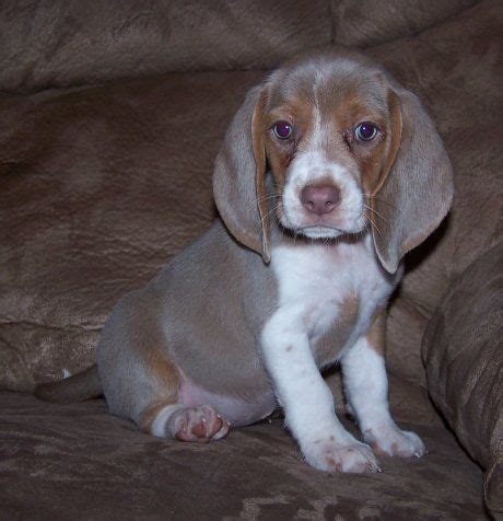 Lilac beagle -> Never knew there was such a thing! So precious ...