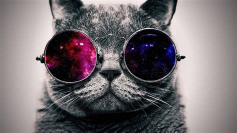 Cat Wearing Glasses Wallpapers - Top Free Cat Wearing Glasses Backgrounds - WallpaperAccess