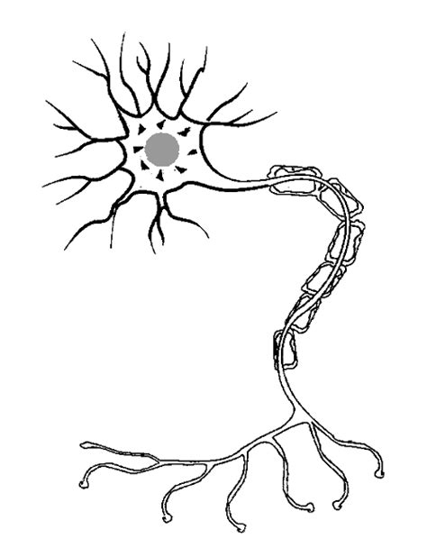 Neuron Diagram Unlabeled free image download