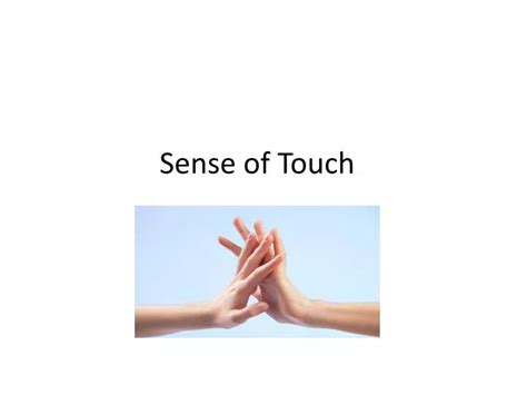 PPT - Sense of Touch PowerPoint Presentation, free download - ID:1858349