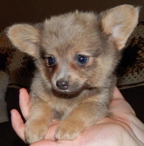 Chihuahua/Pomeranian mix puppies for Sale in Braceville, Ohio ...