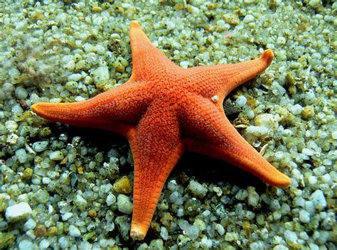 Free Images : orange, fish, fauna, starfish, coral reef, invertebrate, volvob12b, organism ...